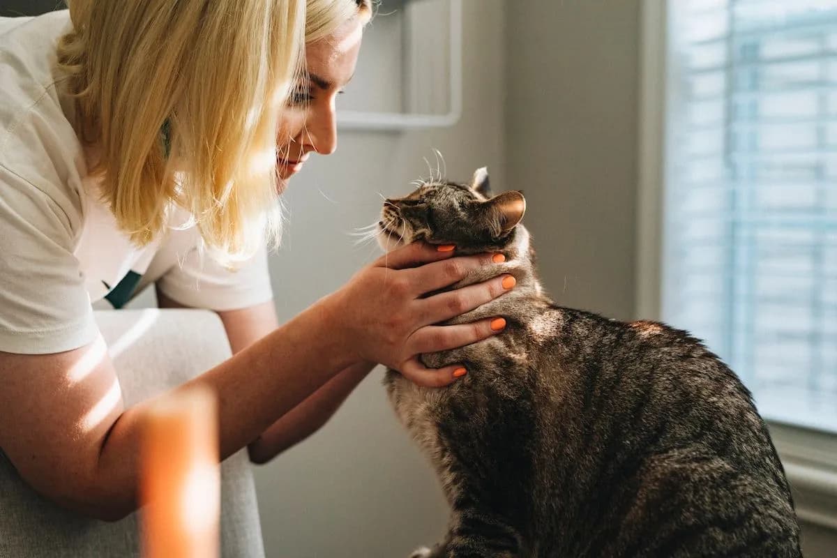 Veterinarian gently examining a cat during a checkup